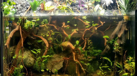 aquarium 200l mangrove palu