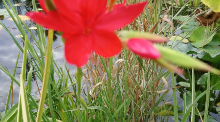 Floraison des lis des cafres