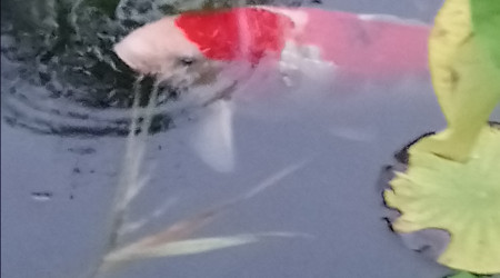 Au repas les kois....