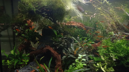 Coupe cpup dans la jungle