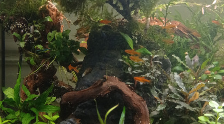 Coupe cpup dans la jungle