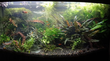 Coupe cpup dans la jungle