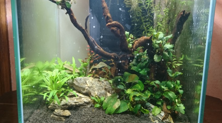 aquarium 30L du beau-papa