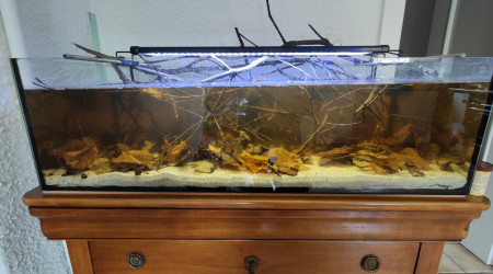 aquarium 150L Biotope Betta