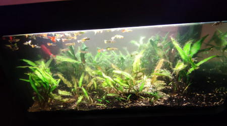 aquarium Aquatable