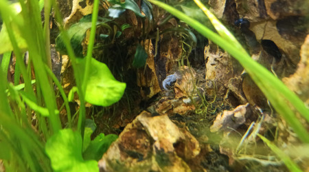 Première mue de crevette