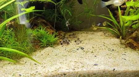 Arrivée des Corydoras Pandas