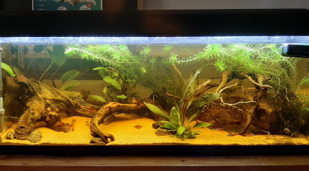 aquarium 120l Amazonien