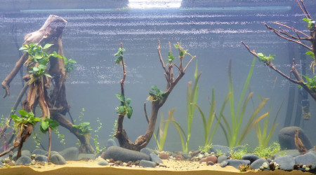 La plantaçiòn (Qualidad Floraquatic)