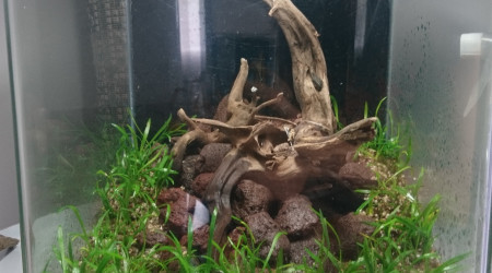 Drystart Lilaeopsis Neozelandiae