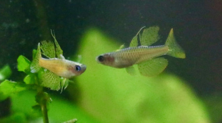 parade pseudomugils luminatus