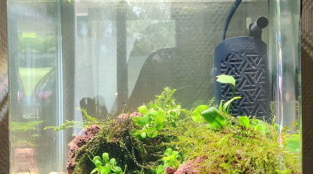 aquarium Nano crevettes