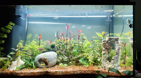 aquarium 120 L Sud américain