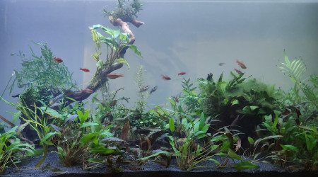 Quel bonheur d'avoir enfin les poissons dans le salon!