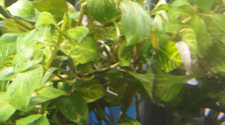 Quand tu craque pour une plante n'oublie pas de demander le nom