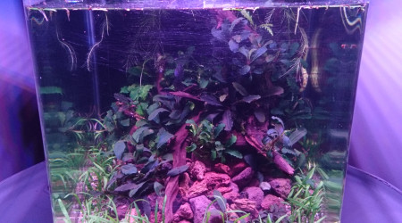 Welcome to the Jungle #2