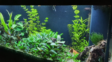 aquarium Juwel Rio 400