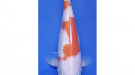 Nouvelle koi japon Maruten kohaku de 2 ans