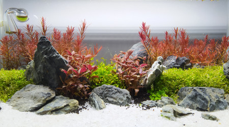Rescape petit à petit