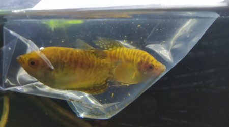 Ajout Gourami Gold