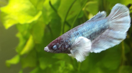 Betta aux yeux bleus