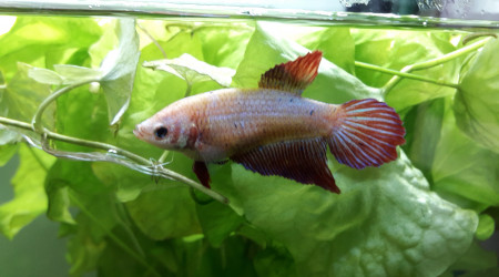 Betta au repos dominical