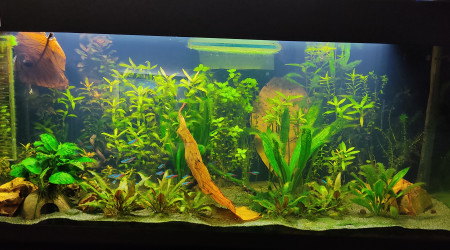 aquarium Biotope Amazonie