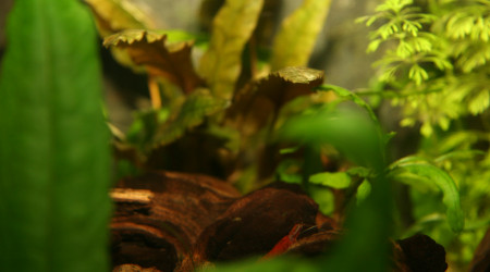 Shouting photos pour les crevettes