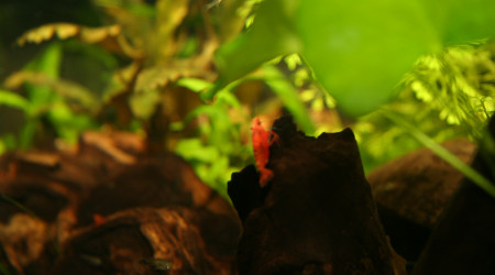 Shouting photos pour les crevettes