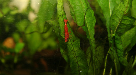 Shouting photos pour les crevettes