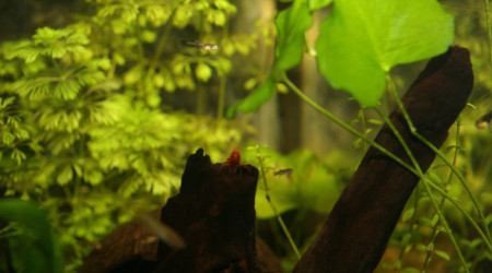 Shouting photos pour les crevettes