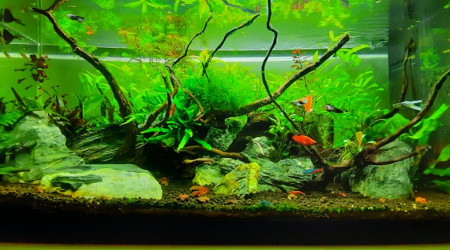 aquarium bac   80 litres