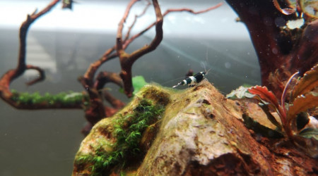 Caridina cantonensis taiwan bee black panda