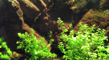 Le tapis gazonnant se développe bien