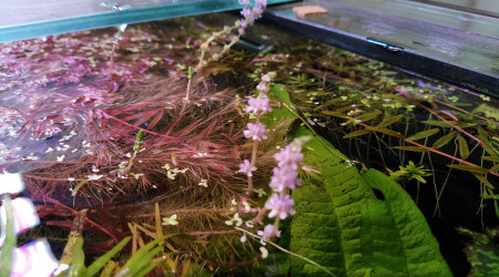Fleurs de rotala wallichii