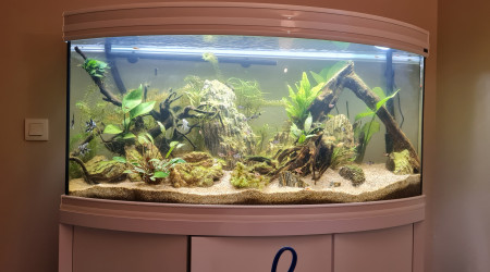 aquarium Quarium