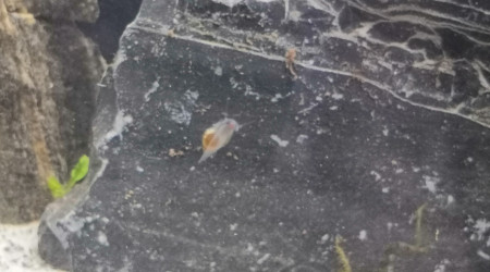 Aquael Optiset 240 240Litres