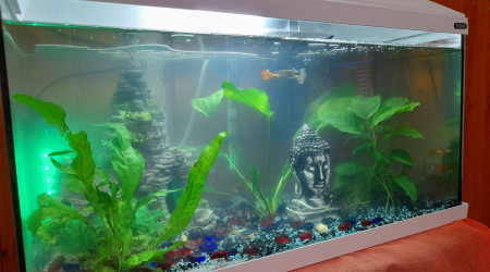 aquarium Mon 60L