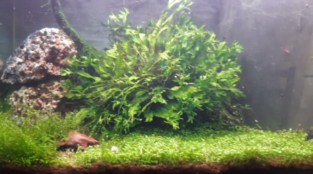 aquarium Red Cherry