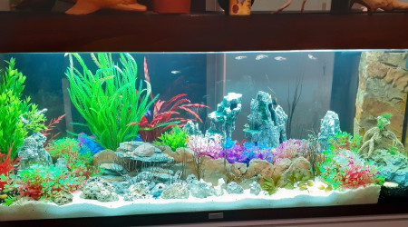 aquarium Color