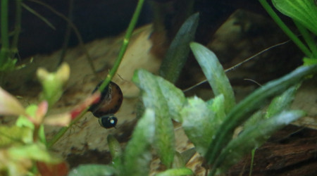 Clithon Corana sur vittina semiconica