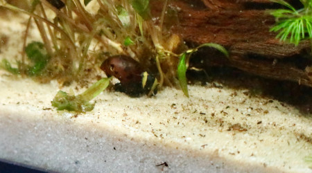 Clithon Corana sur vittina semiconica