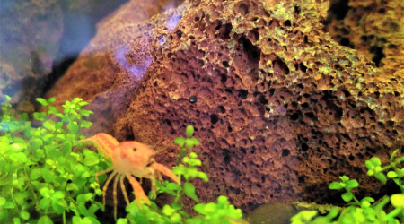 Les 6 CPO sont de sortie