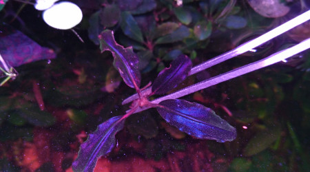 Pour le plaisir des yeux...