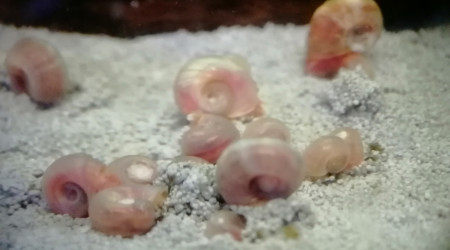 aquarium planorbes roses