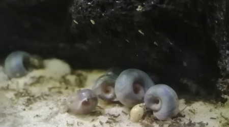 aquarium planorbes bleus