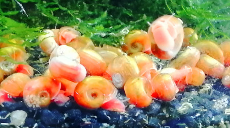 aquarium planorbes oranges fluo