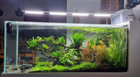 aquarium Bac amazonien