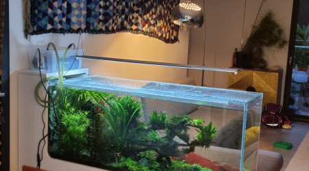 Bac amazonien Barbara