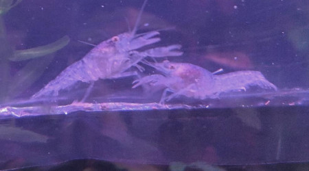 Cambarellus diminitus